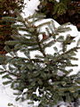 Abies koreana Blue Magic IMG_4728 Jodła koreańska